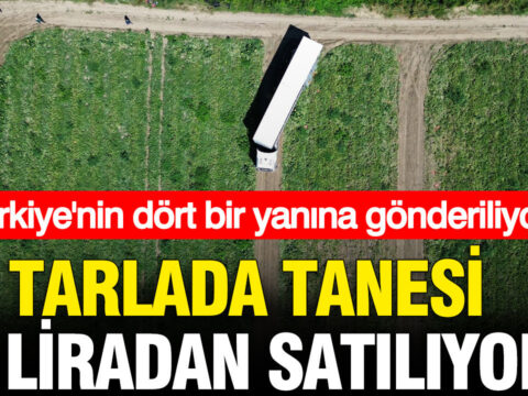Haber gorseli