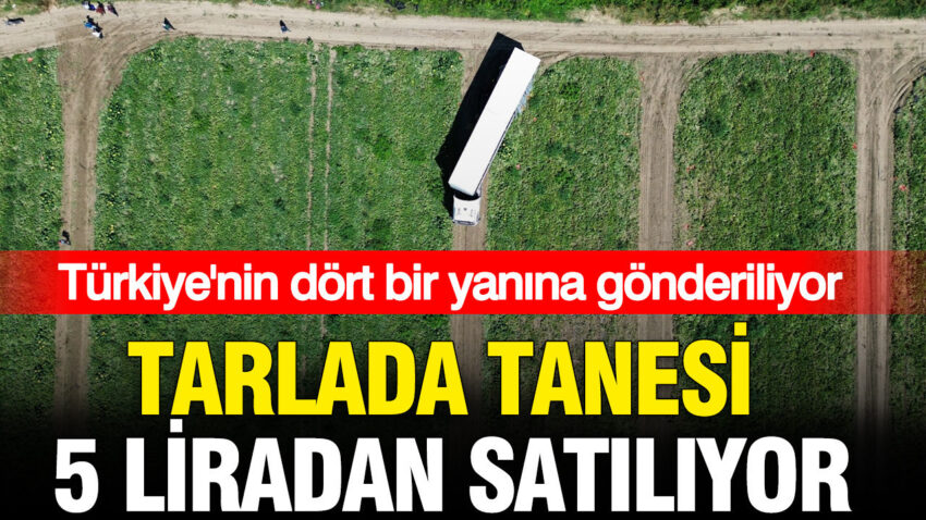 Haber gorseli